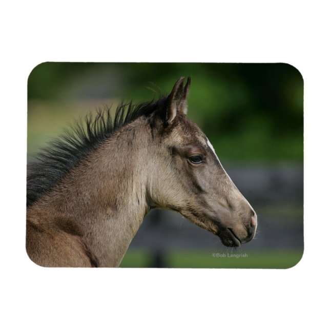Quarter Horse Foal Headshot Magnet (Horizontal)