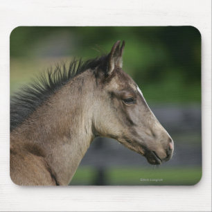 Quarter Horse Foal Headshot Mouse Pad