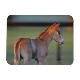 Quarter Horse Foal Magnet