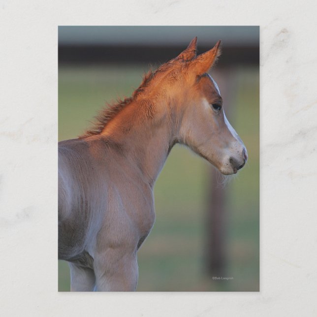 Quarter Horse Foal Postcard (Front)