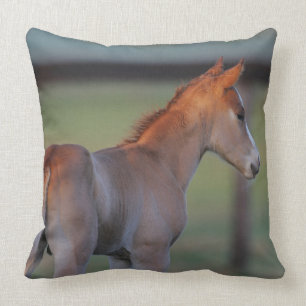 Quarter Horse Foal Throw Pillow