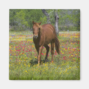 Quarter Horse in Field of Wildflowers Magnet