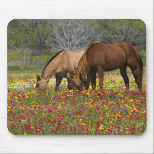 Quarter Horse in field of wildflowers near Cuero Mouse Pad