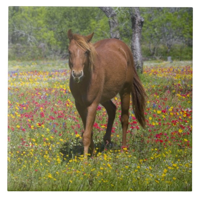Quarter Horse in Field of Wildflowers Tile (Front)
