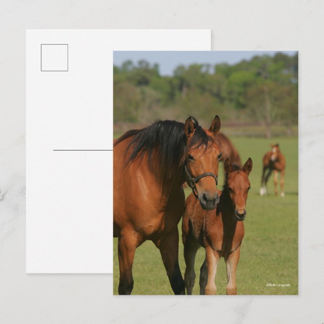 Quarter Horse Mare And Foal Standing Postcard (Front/Back)