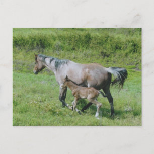 Quarter Horse Mare with Foal at Side Postcard