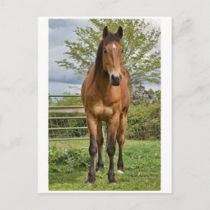 Quarter Horse Postcard