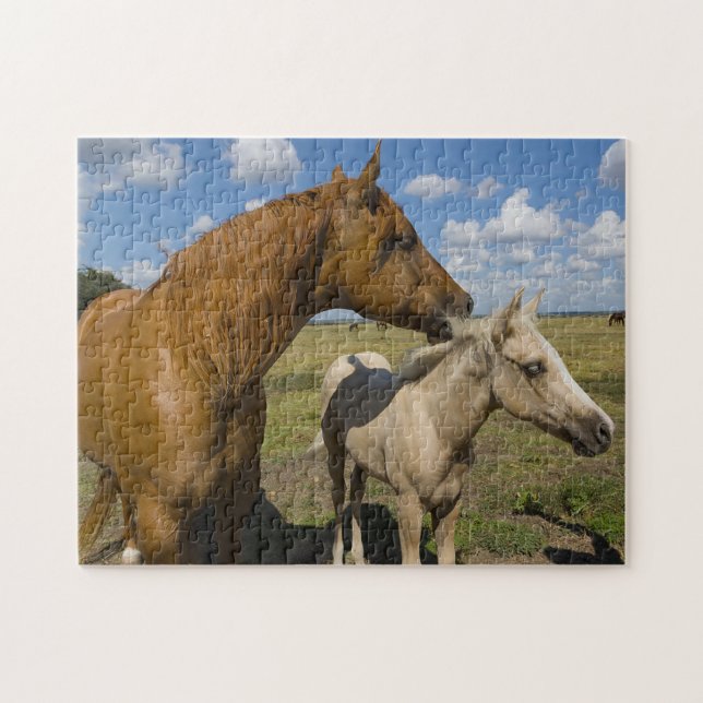 Quarter Horses Texas. Jigsaw Puzzle (Horizontal)