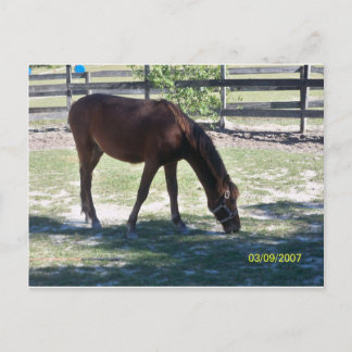 Quarter Paso Colt Grazing Postcard