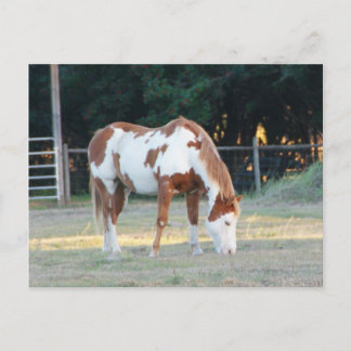 Quarterhorse 2 postcard