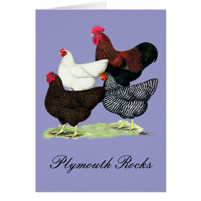 Quartier de Plymouth Rock (Devant)