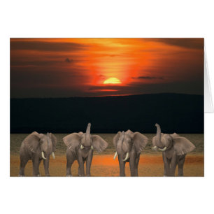 Quatre éléphants heureux