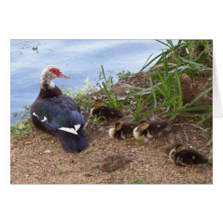 Quatre lil' ducklings