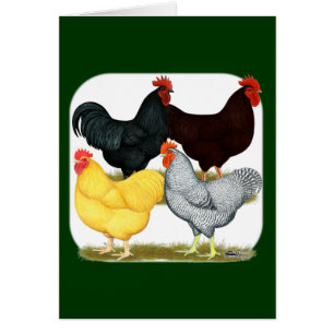 Quatuor de poulet à coq lourd