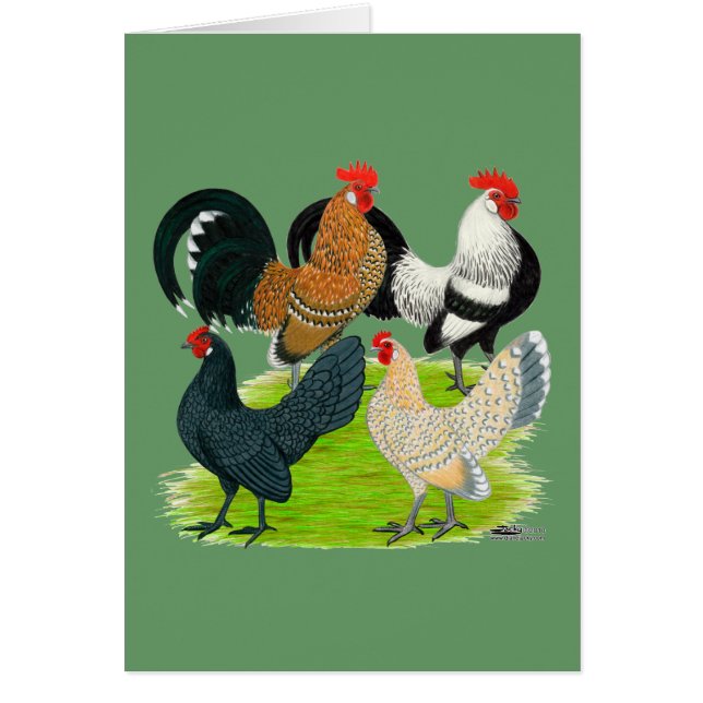 Quatuor néerlandais Bantam (Devant)