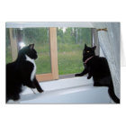 Que les minous pensent-ils ?