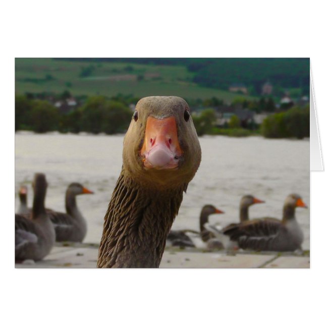 Que regardez-vous ? (Visage drôle d'oie) (Devant horizontal)