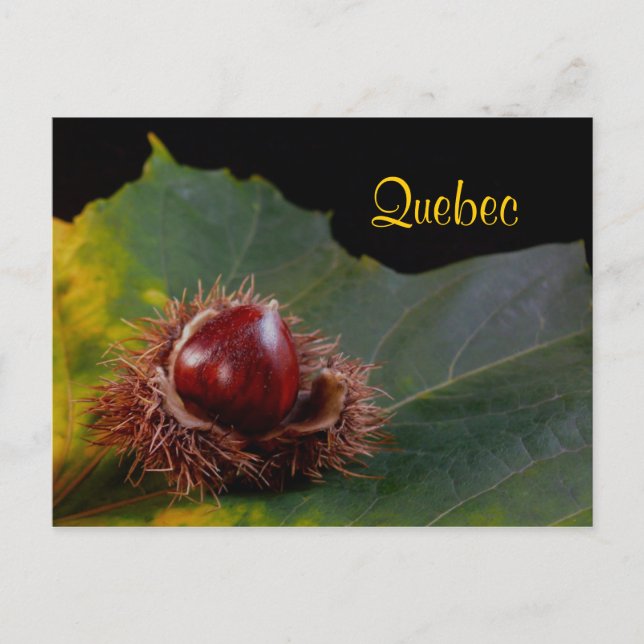 Quebec, Autumn Leaf With Nut Postcard (Front)