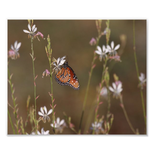 Queen and milkweed photo print (Front)