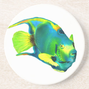 Queen Angelfish Coaster