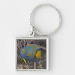 Queen Angelfish (Holacanthus ciliaris) swimming Keychain