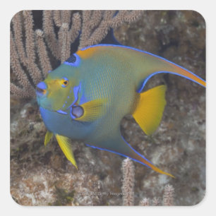 Queen Angelfish (Holacanthus ciliaris) swimming Square Sticker