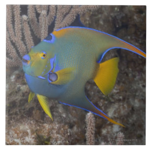 Queen Angelfish (Holacanthus ciliaris) swimming Tile