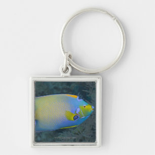 Queen Angelfish Keychain