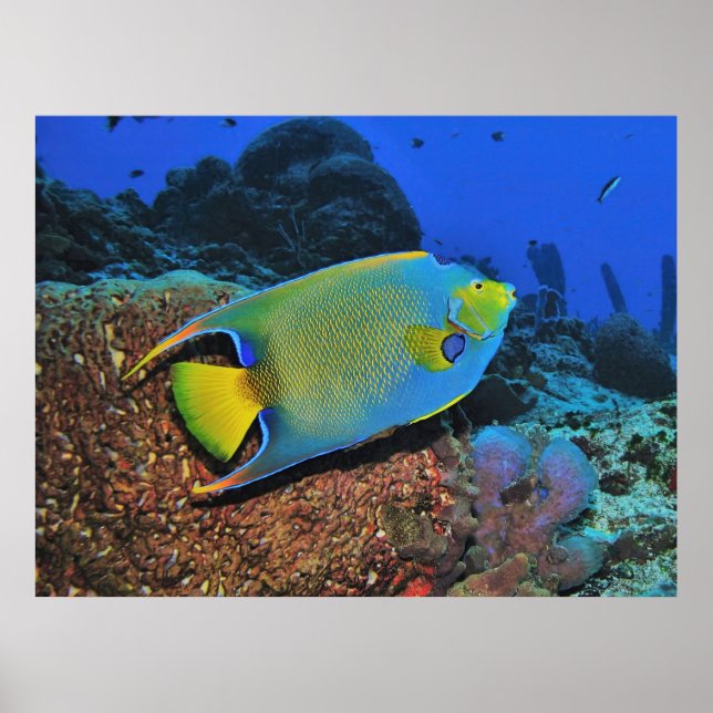 Queen Angelfish on the Reef Poster (Front)