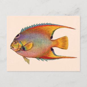 queen angelfish postcard