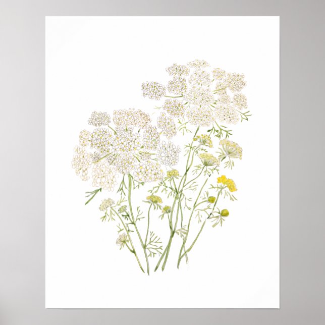 Queen Ann Lace ink and watercolor painting Poster (Front)