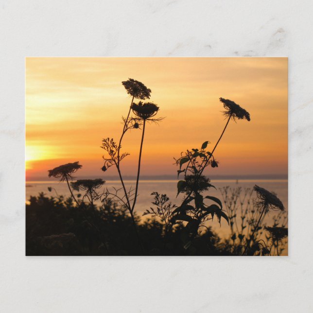 Queen Anne’s Lace at Sunset - Fishers Island, NY Postcard (Front)