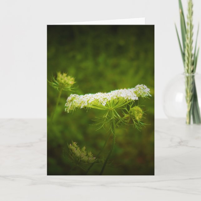 Queen Anne’s Lace, card (Front)