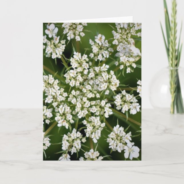 Queen Anne’s Lace, card (Front)