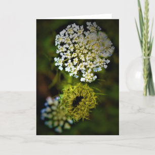 Queen Anne’s Lace, card