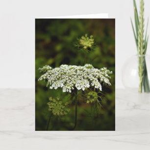 Queen Anne’s Lace, card