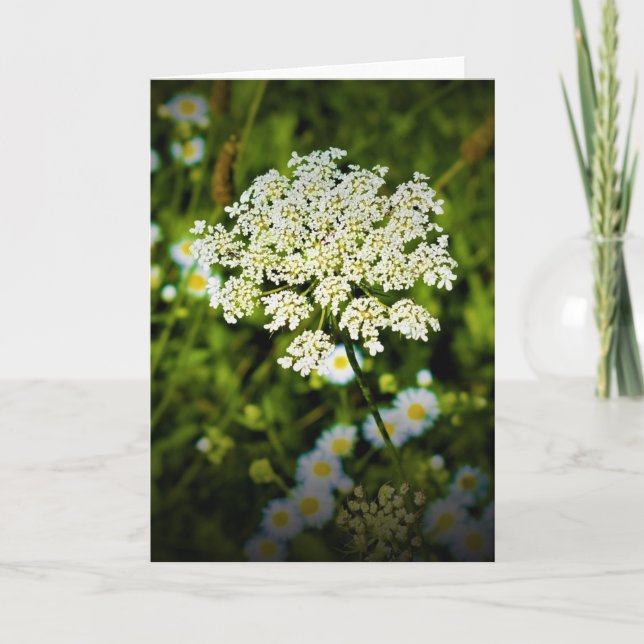 Queen Anne’s Lace, card (Front)