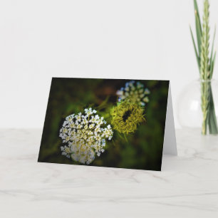 Queen Anne’s Lace, card