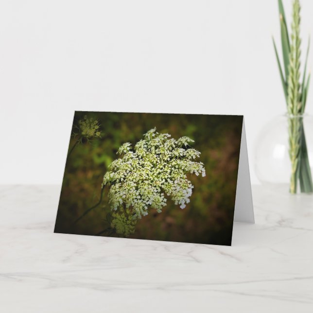 Queen Anne’s Lace, card (Front)