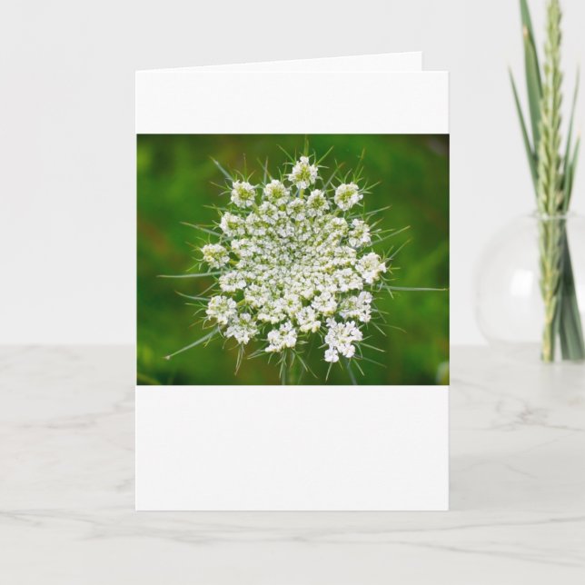Queen Anne’s Lace, card (Front)