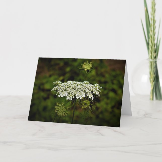 Queen Anne’s Lace, card (Front)