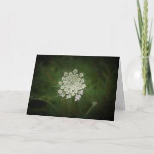 Queen Anne’s Lace, card