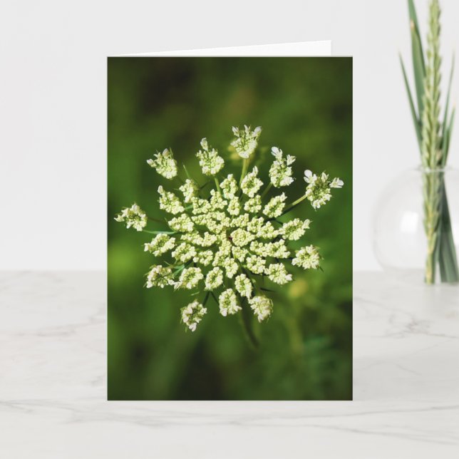 Queen Anne’s Lace, card (Front)