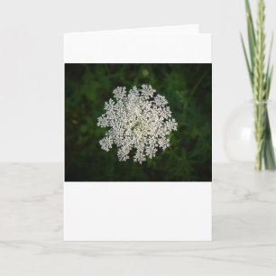 Queen Anne’s Lace, card