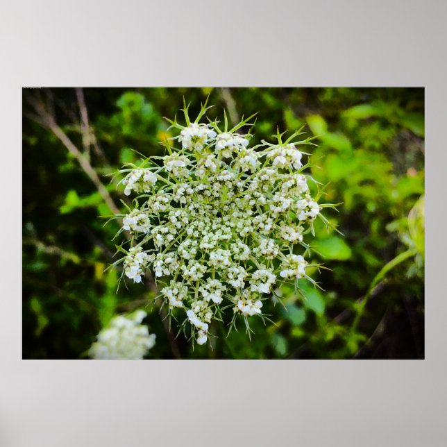 Queen Anne’s Lace, Poster (Front)