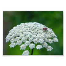 Queen Anne’s Lace White Wild Carrot Flower