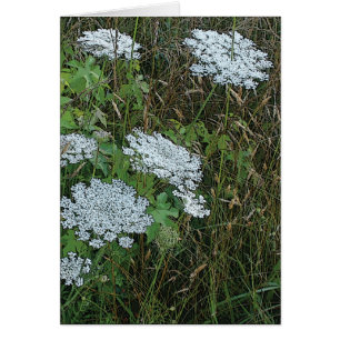 Queen Anne’s Lace White Wild Flower