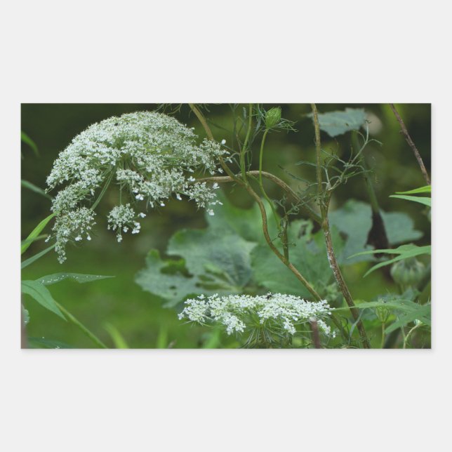 Queen Anne's La ce Wildflower - Daucus carota Sticker (Front)