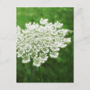 Queen Anne's Lace 1 (Wild Carrot) Postcard