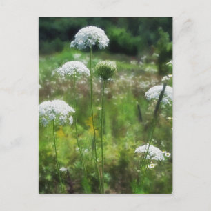 Queen Anne's Lace 2 Floral Postcard